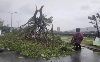Cây xanh quanh khu vực âu thuyền Thọ Quang bị bão đốn ngã, nằm rạp trên đường Hồ Hán Thương