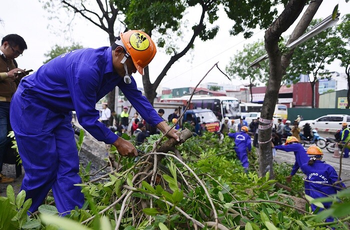 Hà Nội: Bắt đầu chặt hạ 1.000 cây xanh để mở rộng đường vành đai III