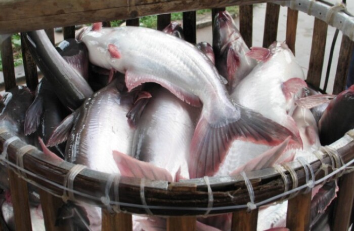 NHNN: Doanh nghiệp nhỏ và vừa nuôi tôm, cá tra chưa được hưởng tín dụng ưu đãi
