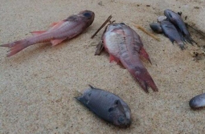 Cá chết hàng loạt: loại nguyên nhân tự nhiên, tập trung vào độc tố và tảo độc