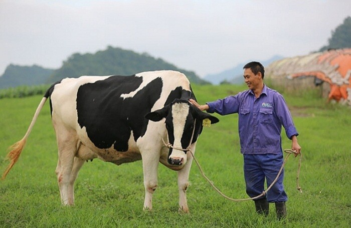 Rót tiền gom cổ phiếu Mộc Châu Milk, lợi nhuận quý I của GTNFoods giảm gần 90%