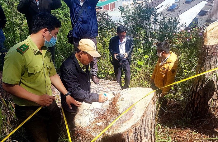 Lâm Đồng: 'Trốn' bồi thường tài nguyên rừng, hàng chục doanh nghiệp bị điều tra