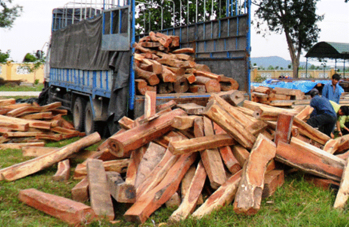 TP. HCM: Khởi tố doanh nghiệp xuất lậu 25 container gỗ, trốn thuế gần 3 tỷ đồng