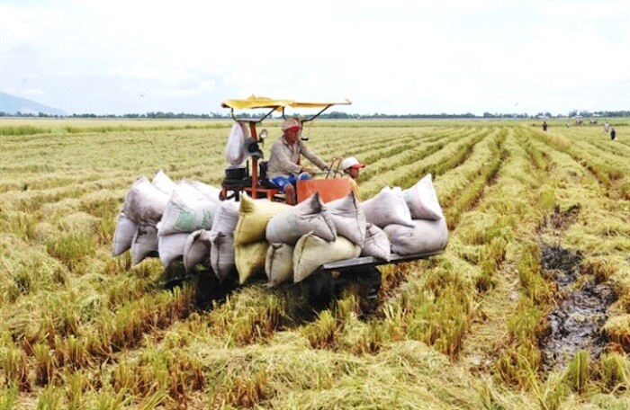 Ngân hàng phải cung ứng đủ vốn để thu mua thóc, gạo tại khu vực ĐBSCL