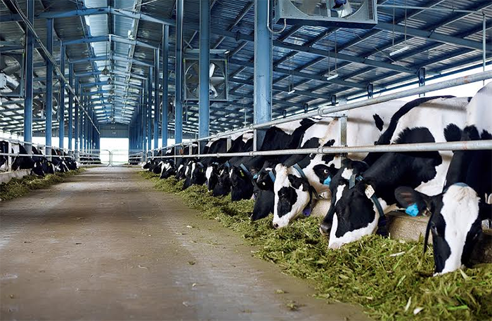 Vinamilk chi 30 tỷ đồng thâu tóm toàn bộ Công ty Bò sữa Thống nhất Thanh Hóa