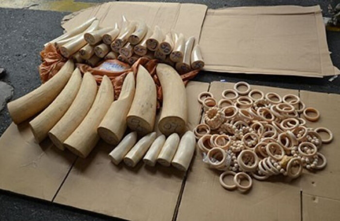 Hải quan Sân bay Nội Bài bắt gần 1 tấn ngà voi và vẩy tê tê