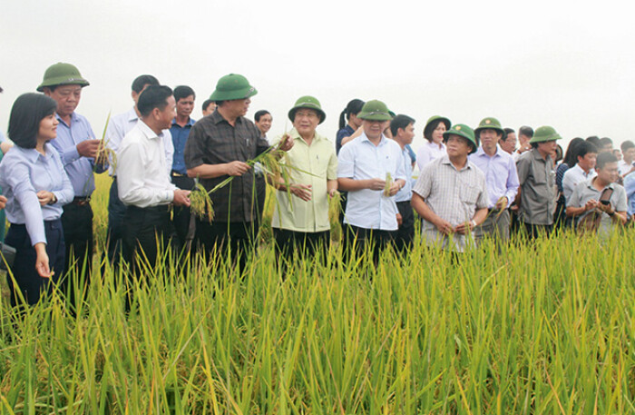 Trần Ngọc Nam: Người đưa thương hiệu gạo hữu cơ Việt ra thế giới