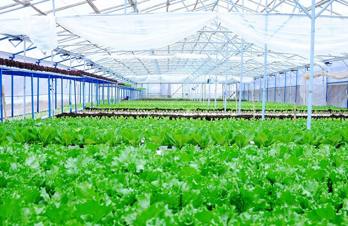 Hải Phòng đầu tư tổ hợp nông sản thực phẩm công nghệ cao hơn 430 tỷ đồng
