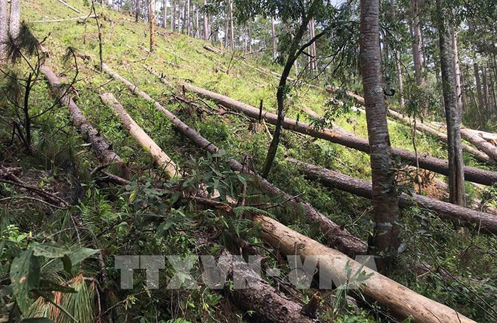 128 dự án ở Lâm Đồng phải bồi thường do để mất rừng