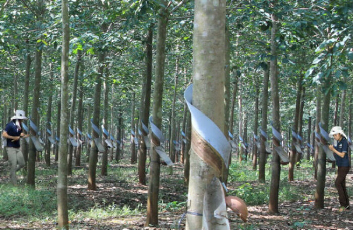 Từng tuyên bố tẩy chay, nay bầu Đức lại tính bán rừng cao su cho Trung Quốc