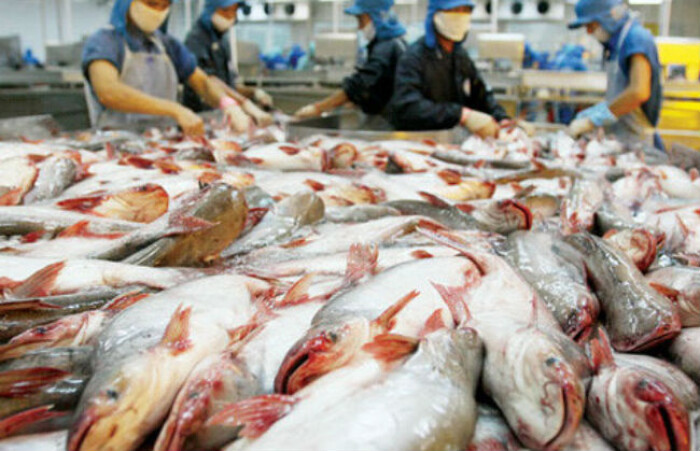 'Vua cá tra' Hùng Vương ước lãi 500 tỷ đồng năm 2016