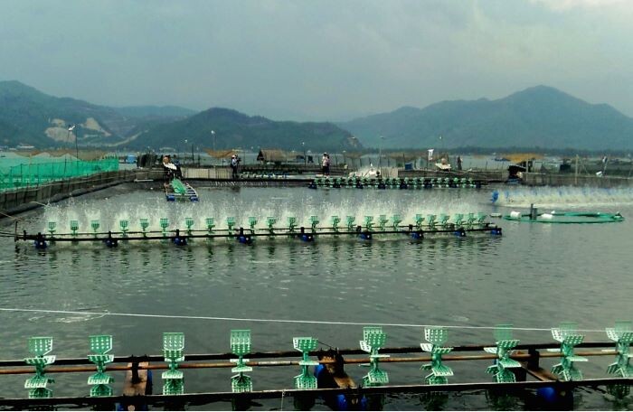 Phú Yên xin dừng dự án nuôi trồng thủy sản hạ lưu sông Bàn Thạch