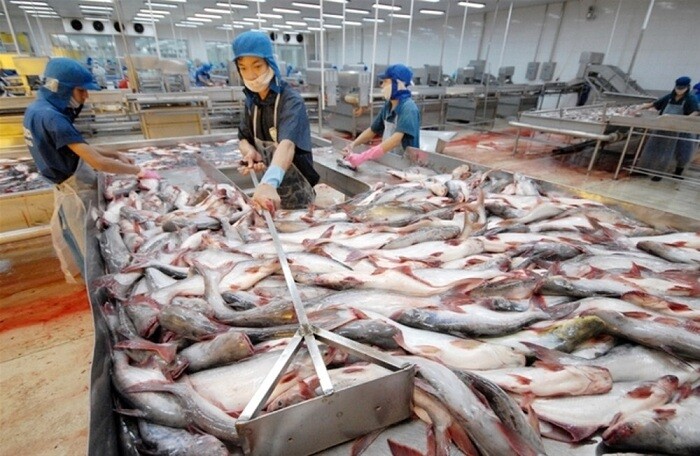 Trung Quốc vượt Mỹ trở thành nước dẫn đầu về nhập khẩu cá tra Việt Nam