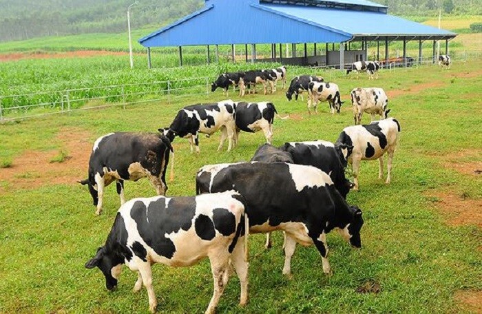 Vinamilk muốn đầu tư dự án nuôi bò hơn 1.200 tỷ đồng tại Hà Tĩnh