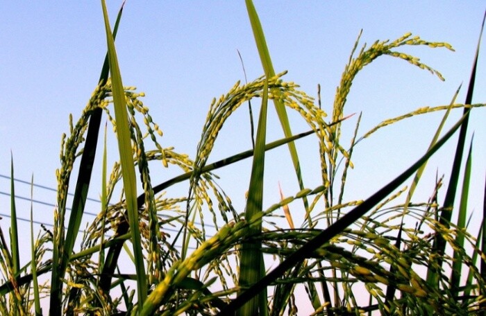 Tạo giống lúa biến đổi gen khổng lồ, tham vọng của Trung Quốc gây ảnh hưởng đến Việt Nam