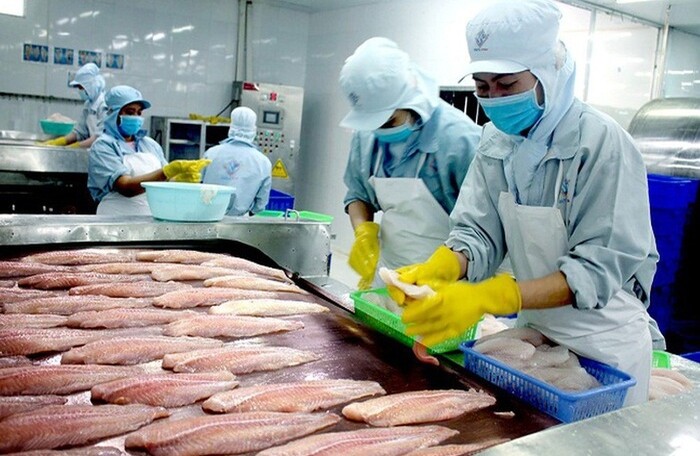 Hưởng lợi từ chiến tranh thương mại, xuất khẩu cá tra Việt Nam cao nhất trong 2 thập kỷ