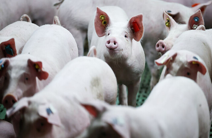 Lợn: 'Nạn nhân' mới nhất của cuộc khủng hoảng năng lượng ở Đức