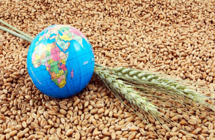 Chuyên gia lương thực: Nguồn cung lúa mì toàn cầu chỉ đủ cung cấp trong 10 tuần