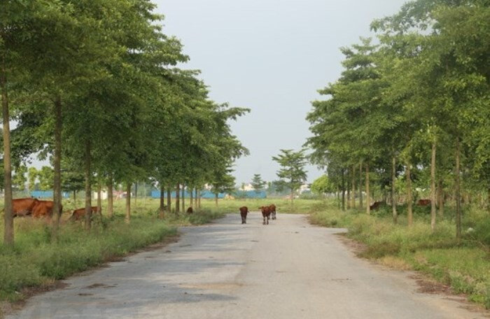 Thủ tướng yêu cầu kiểm tra phản ánh nhiều dự án đô thị tại Mê Linh bị bỏ hoang