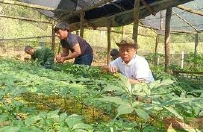 Việt Nam đặt mục tiêu trở thành nước sản xuất sâm lớn nhất thế giới