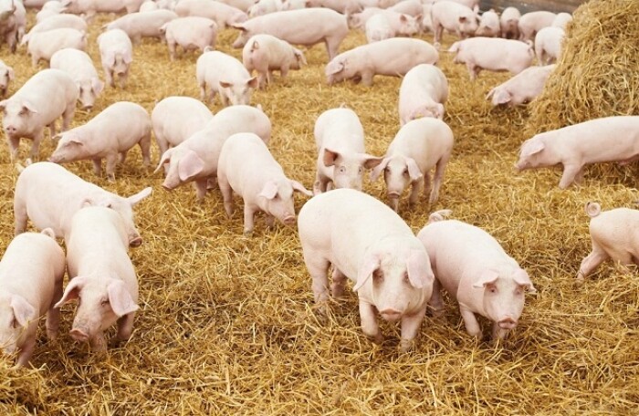 Giá nông sản, thực phẩm hôm nay (13/4): Giá lợn chạm ngưỡng 40.000 đồng