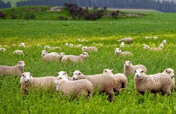 Khủng hoảng chăn nuôi: Nông dân Úc phải tặng cừu miễn phí