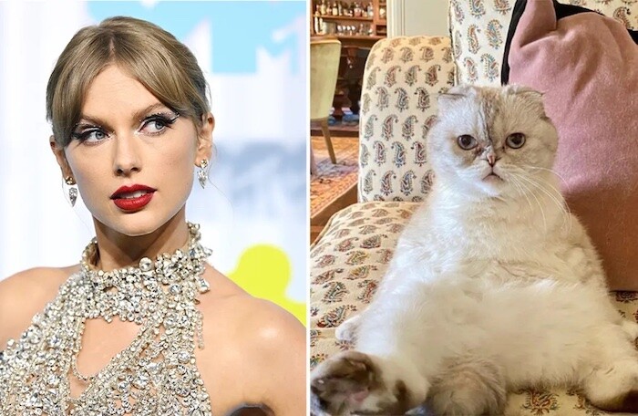 Sở hữu 97 triệu USD, mèo của Taylor Swift lọt top 3 thú cưng ‘giàu’ nhất hành tinh
