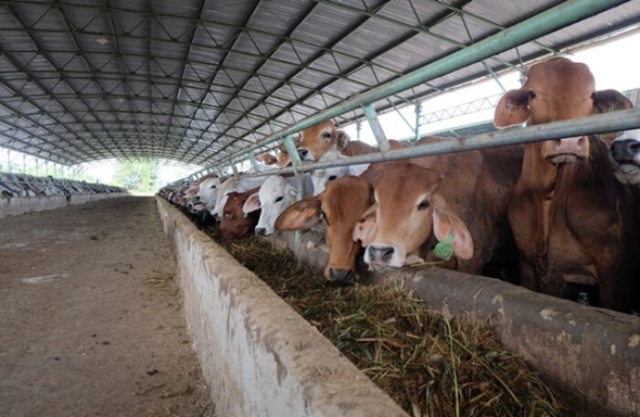 HAGL Agrico: Tiếp tục lỗ 127 tỷ, doanh thu bán bò giảm mạnh