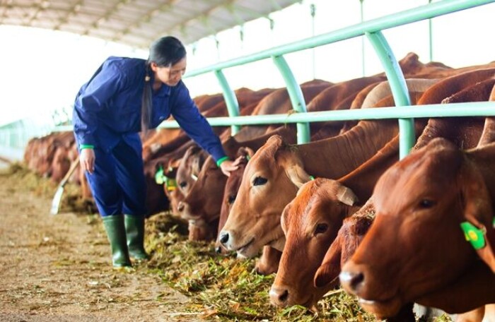 Hoàng Anh Gia Lai ngày càng thu ít lãi từ hoạt động bán bò