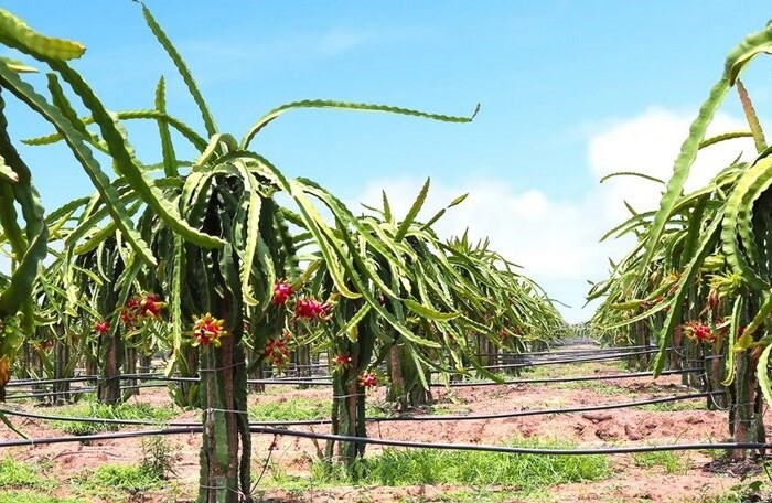 HAGL ước lãi 9 tháng gần 1.200 tỷ, muốn bán dự án Myanmar để dồn lực cho trái cây