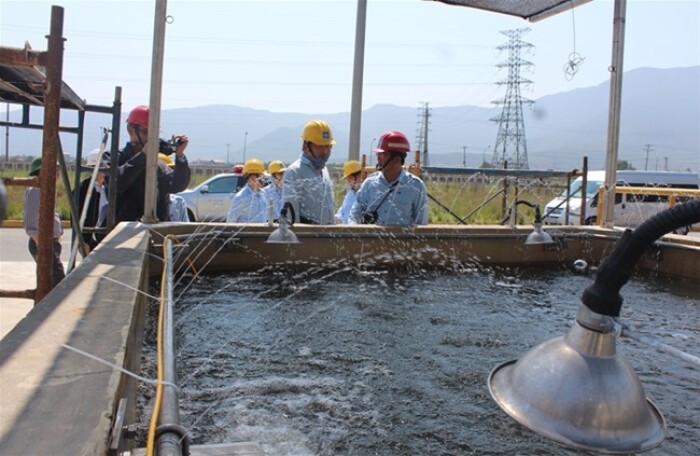 Nước thải Formosa đã đạt chuẩn, nguồn lợi thủy sản bước đầu phục hồi