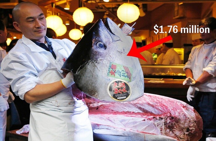 Khám phá chợ cá ngừ 'triệu đô' tại Nhật