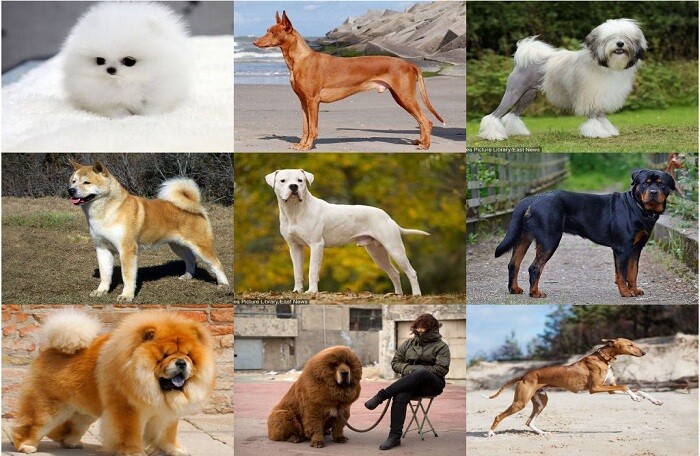 Năm Mậu Tuất: Điểm danh những giống chó đắt đỏ nhất thế giới