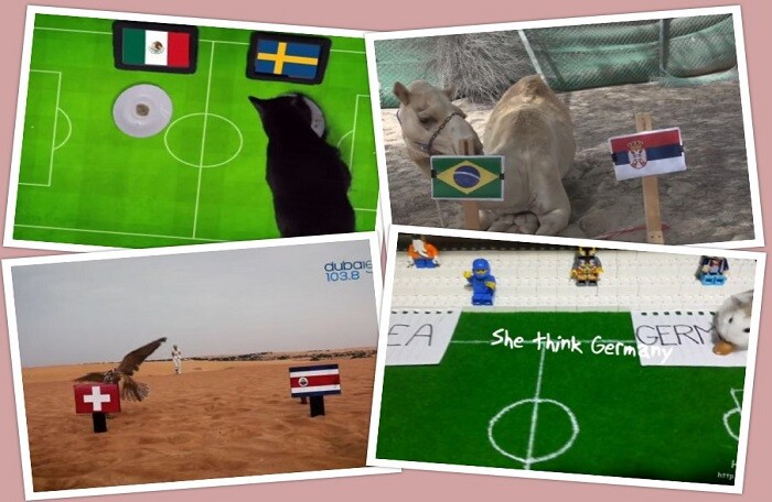 Kết quả bóng đá World Cup ngày 27/6 và 28/6 theo ‘tiên tri động vật’