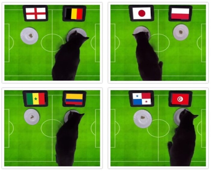 Kết quả bóng đá World Cup ngày 28/6 và 29/6 theo ‘dự đoán’ của ‘mèo tiên tri’