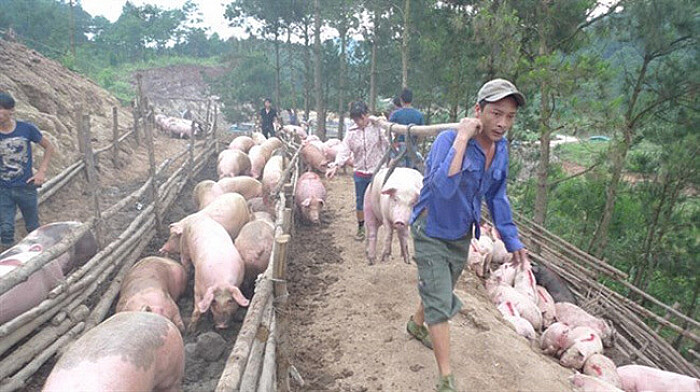 Cấm xuất lợn sang Trung Quốc, giải thích từ Bộ Nông nghiệp