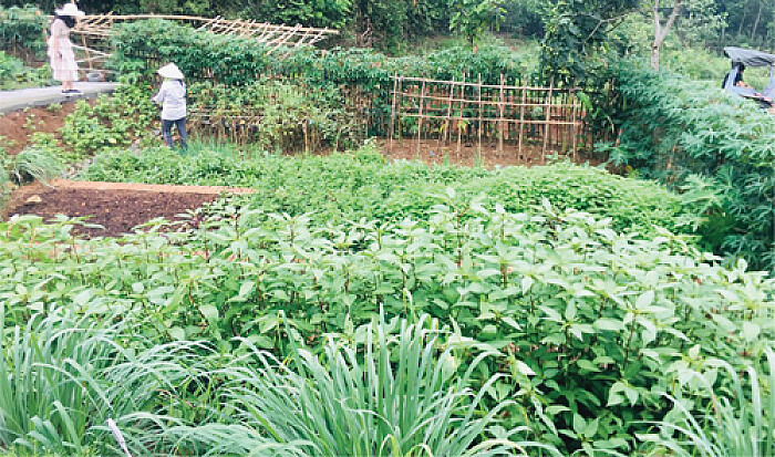Hà Nội rộ mô hình cho thuê đất trồng rau