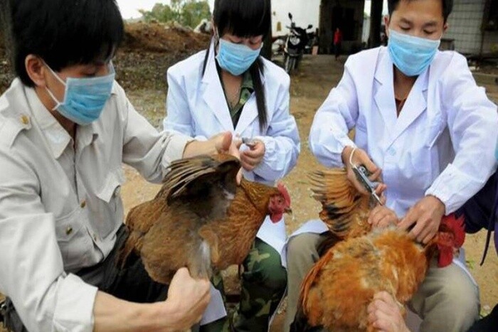 Trung Quốc xuất hiện ca cúm gia cầm H10N3 đầu tiên trên người, WHO vẫn chưa tìm được nguồn lây