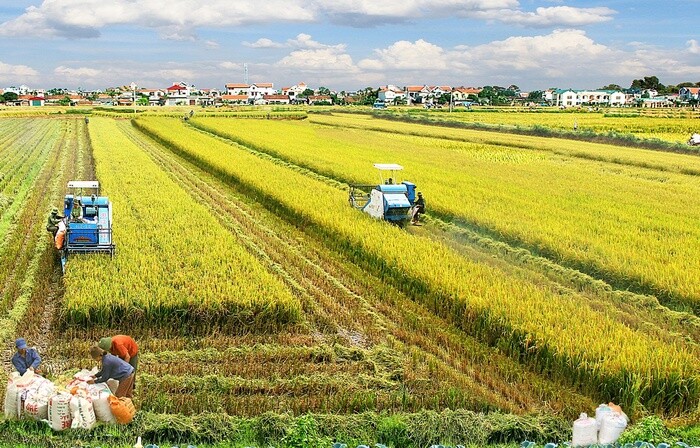 ADB: Nguồn cung lương thực dồi dào trong nước sẽ giúp Việt Nam giảm lạm phát trong năm 2022