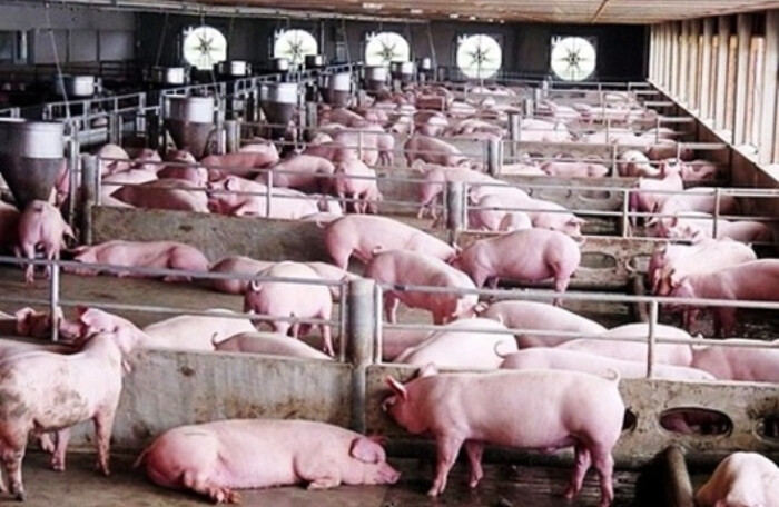 DATC rao bán 36% vốn của doanh nghiệp nuôi lợn tại Hà Tĩnh