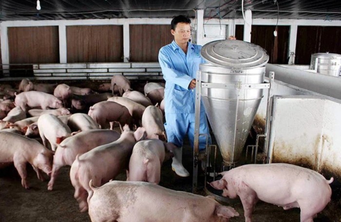 Lộ diện những doanh nghiệp chăn nuôi lãi đậm nhờ giá thịt lợn tăng cao