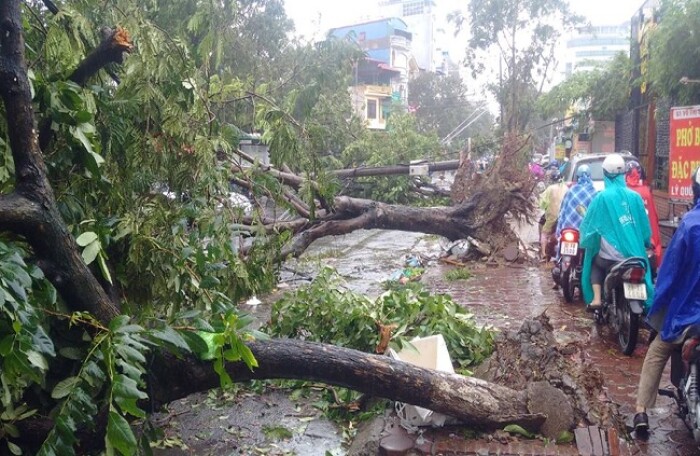 Ảnh hưởng bão số 1: Cây đổ ngổn ngang khắp Hà Nội
