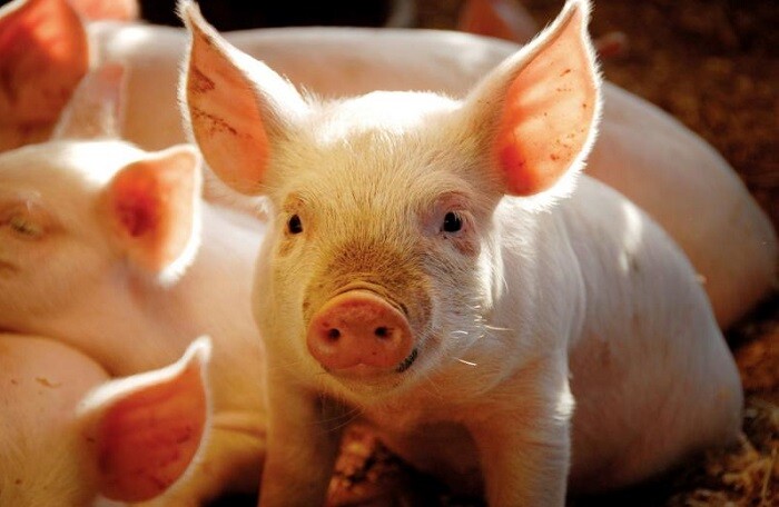 Ra Thông tư ‘lạ đời’, Bộ Nông nghiệp cấm dân mua bèo nuôi lợn