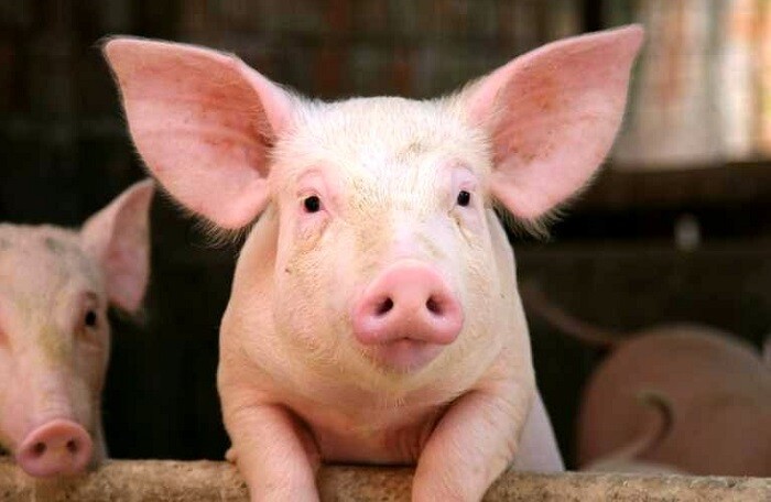 Bộ Tư pháp sẽ xem xét ‘tính hợp pháp’ của Thông tư cấm dân mua bèo nuôi lợn