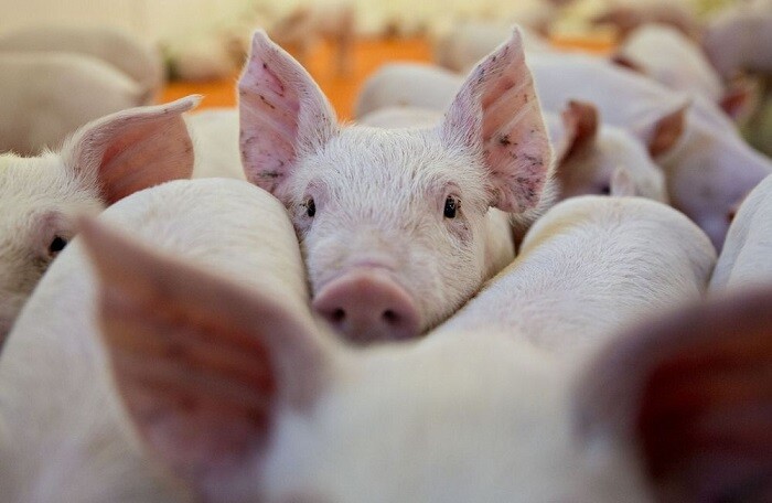 Bộ Nông nghiệp muốn trợ giá 80% đối với lợn bị tiêu hủy vì bệnh dịch tả lợn châu Phi