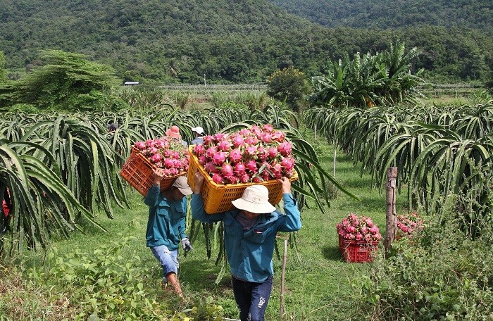 Giá thanh long tăng mạnh, thương hiệu thanh long Bình Thuận được hàng chục nước bảo hộ