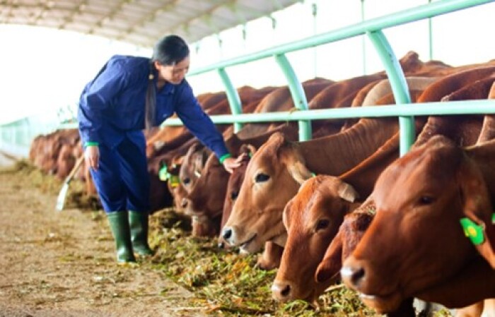 Bầu Đức kiếm gần 1.400 tỷ từ bán bò, nợ tăng lên trên 30 ngàn tỷ