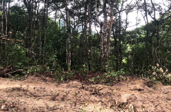 Vũng Tàu xin ý kiến Thủ tướng về dự án tái định cư 'dính' rừng dầu tự nhiên ở Côn Đảo