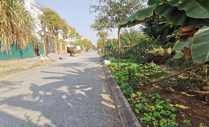 Loạt biệt thự quây tôn, bỏ hoang tại Khu đô thị mới Phú Lương - Hà Đông - Ảnh 5