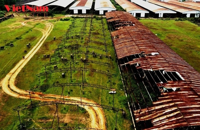 Đại dự án hoang tàn ở Hà Tĩnh: Kế hoạch nuôi 250.000 con bò đổ vỡ, nghìn ha đất bỏ phí - Ảnh 1